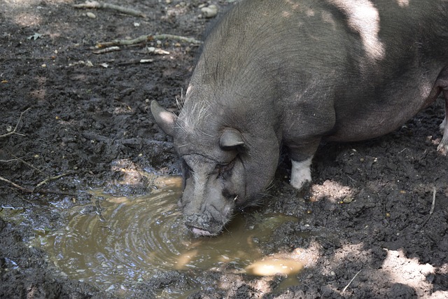 话让樊振东 话让樊振东